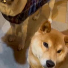 動画1