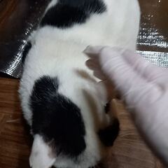 動画1