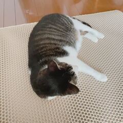 動画1