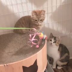 動画1