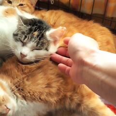動画1