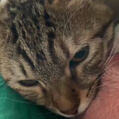 動画1