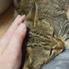 動画1