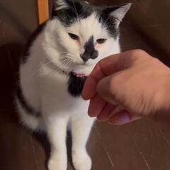 動画1
