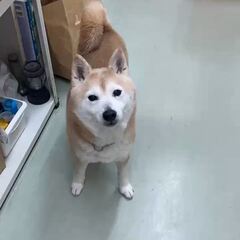 動画1