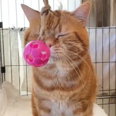 動画1