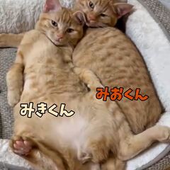 動画1