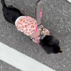 動画1
