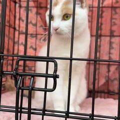 動画1