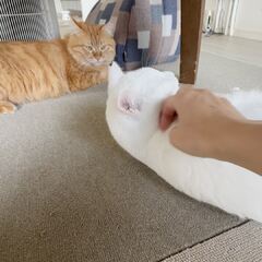 動画1