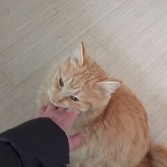 動画1