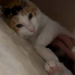 動画1