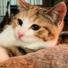 動画1