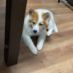 動画1