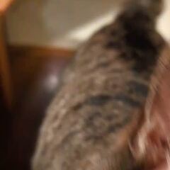 動画1