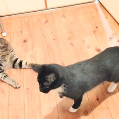 動画1