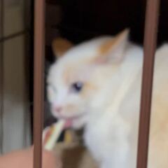 動画1