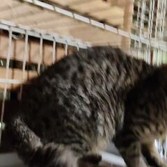 動画1