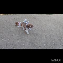 動画1