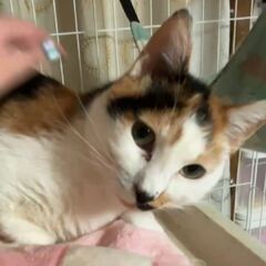 動画1