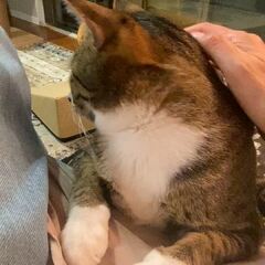 動画1