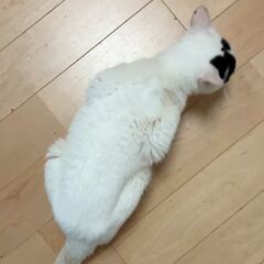動画1