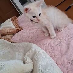 動画1