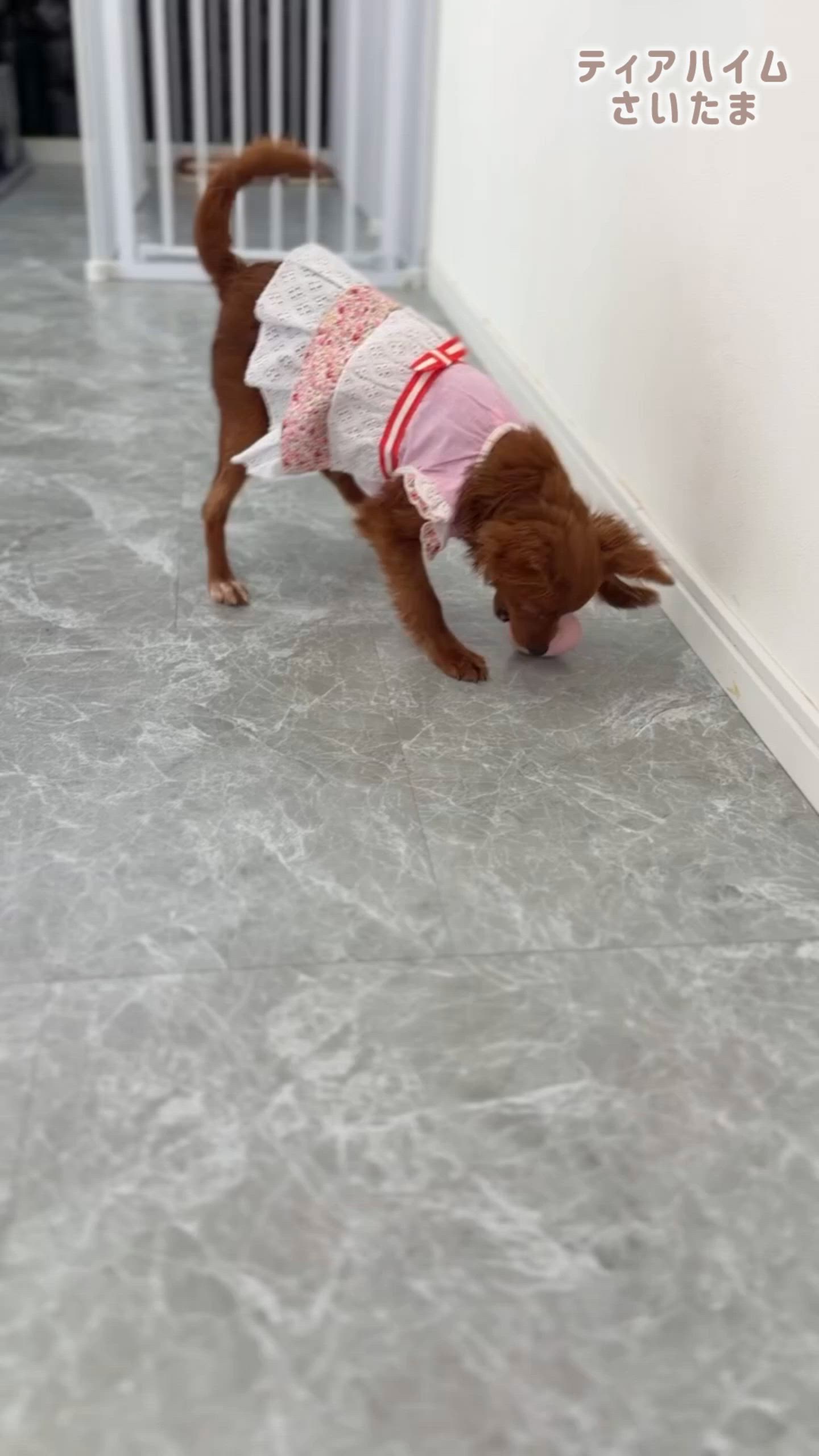 子犬】12月に生まれま」埼玉県 - 犬の里親募集(535594) :: ペットの