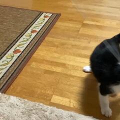 動画1