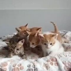 動画1