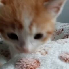 動画1