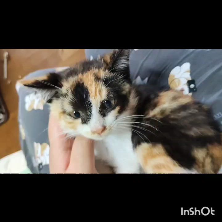 キラキラ兄妹！三毛猫『こ」東京都 - 猫の里親募集(542434