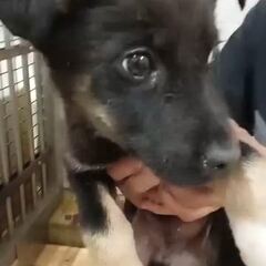 動画1