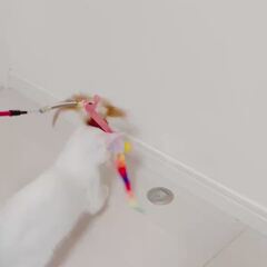 動画1