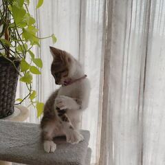 動画1