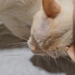 動画1