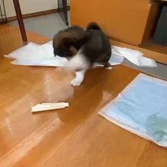 動画1