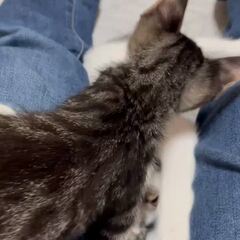 動画1