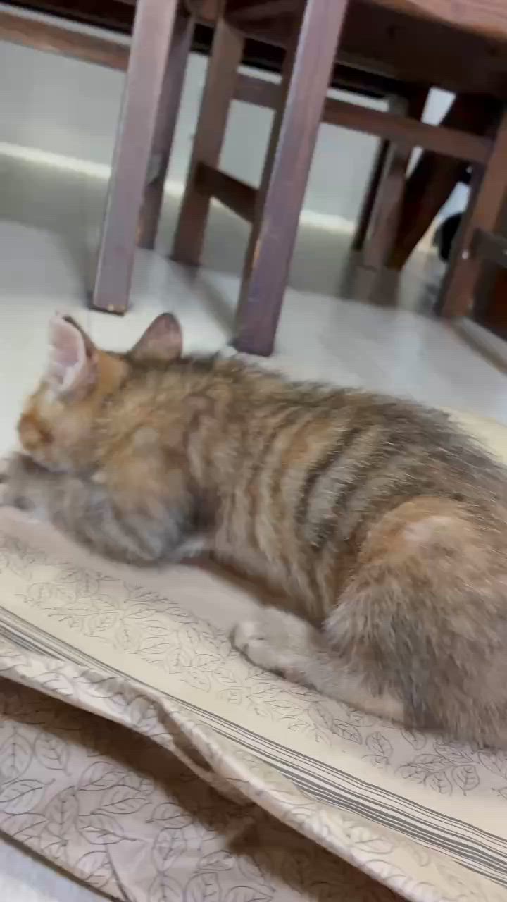 ムギワラさび子猫のまーちゃん」東京都 - 猫の里親募集(544715