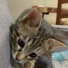 動画1