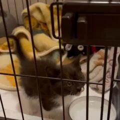 動画1