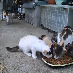 動画1