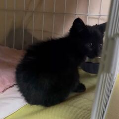 動画1