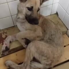 動画1
