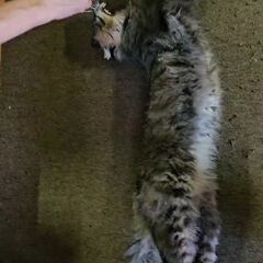 動画1