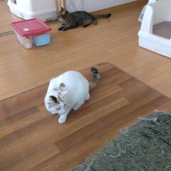 動画1