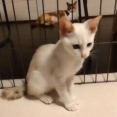 動画1
