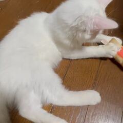 動画1