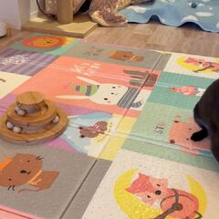 動画1