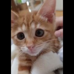 動画1